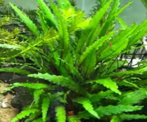 Aquarium Plant