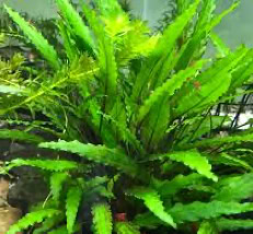 Aquarium Plant