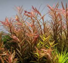 Aquarium Plant