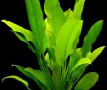 Aquarium Plant