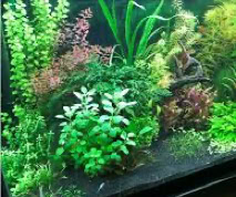 Aquarium Plant