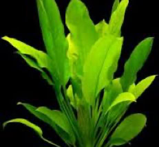 Aquarium Plant