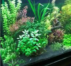 Aquarium Plant