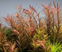 Aquarium Plant